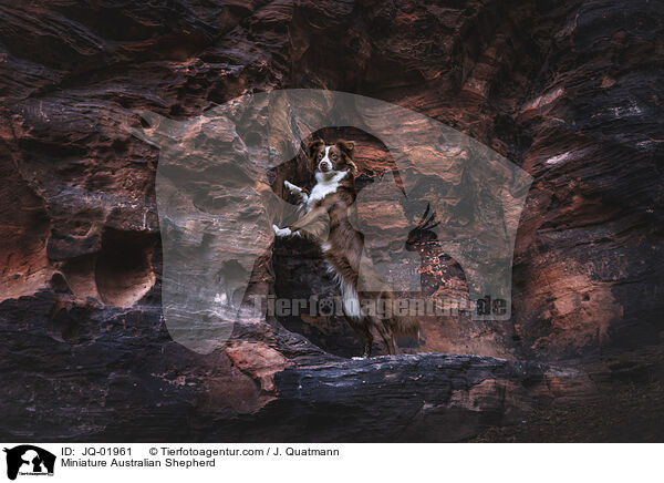 Miniature Australian Shepherd / Miniature Australian Shepherd / JQ-01961