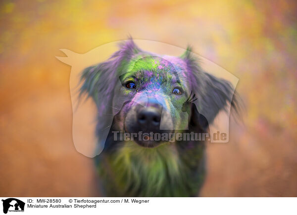 Miniature Australian Shepherd / Miniature Australian Shepherd / MW-28580