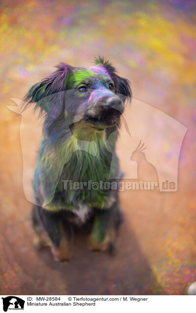 Miniature Australian Shepherd / Miniature Australian Shepherd / MW-28584