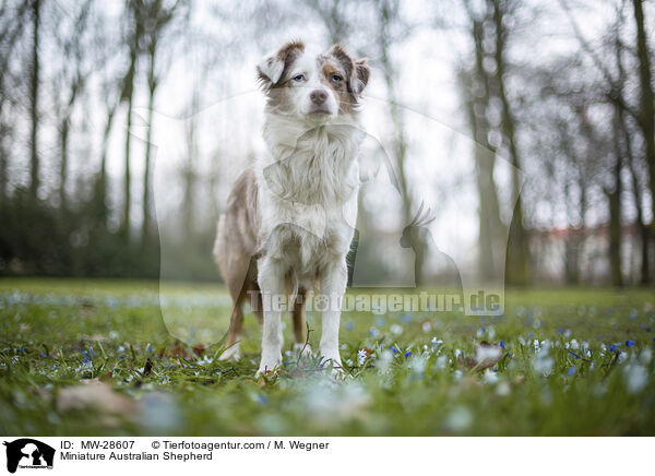 Miniature Australian Shepherd / Miniature Australian Shepherd / MW-28607