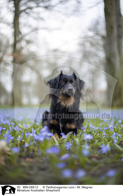 Miniature Australian Shepherd / Miniature Australian Shepherd / MW-28613