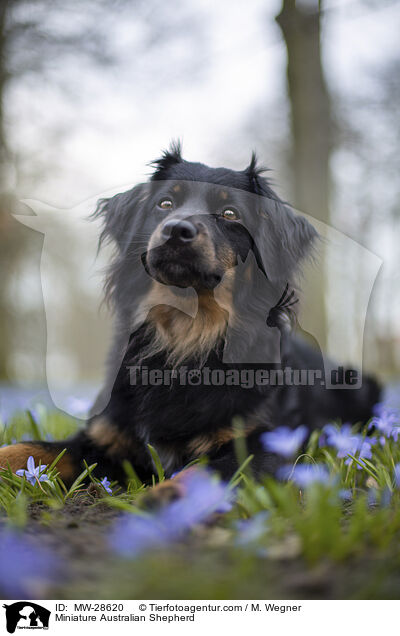 Miniature Australian Shepherd / Miniature Australian Shepherd / MW-28620