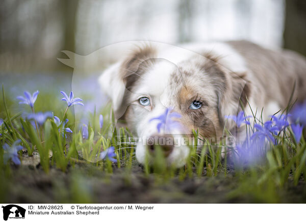 Miniature Australian Shepherd / Miniature Australian Shepherd / MW-28625