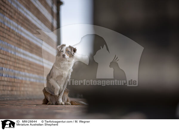 Miniature Australian Shepherd / Miniature Australian Shepherd / MW-28644