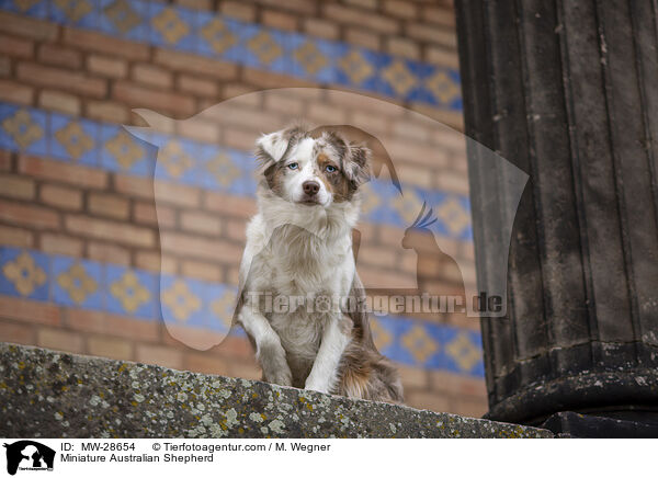 Miniature Australian Shepherd / Miniature Australian Shepherd / MW-28654