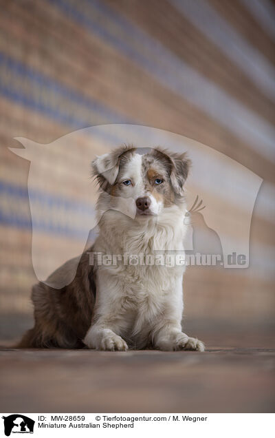Miniature Australian Shepherd / Miniature Australian Shepherd / MW-28659