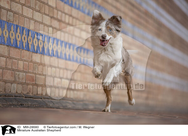 Miniature Australian Shepherd / Miniature Australian Shepherd / MW-28680