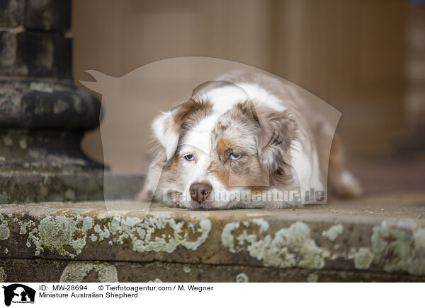 Miniature Australian Shepherd / Miniature Australian Shepherd / MW-28694