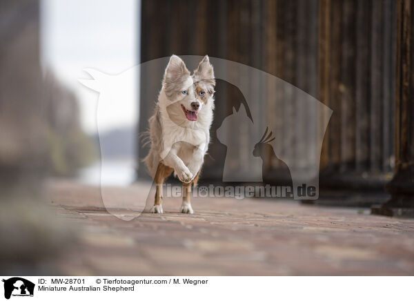 Miniature Australian Shepherd / Miniature Australian Shepherd / MW-28701