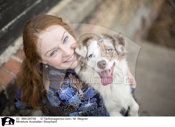 Miniature Australian Shepherd / Miniature Australian Shepherd / MW-28706