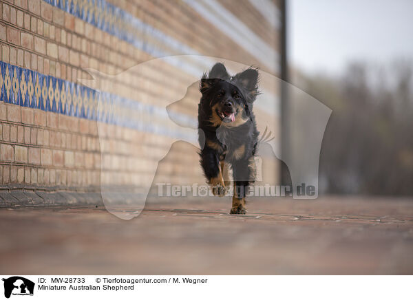 Miniature Australian Shepherd / Miniature Australian Shepherd / MW-28733