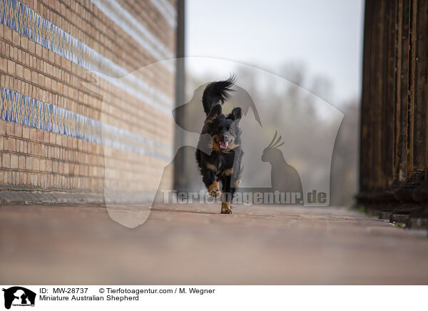 Miniature Australian Shepherd / Miniature Australian Shepherd / MW-28737