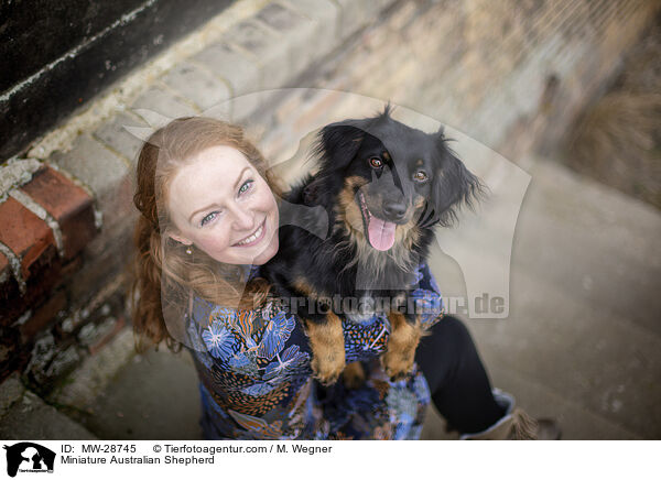 Miniature Australian Shepherd / Miniature Australian Shepherd / MW-28745