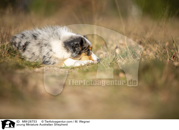 young Miniature Australian Shepherd / MW-28753