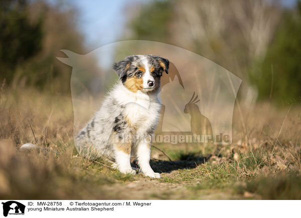 young Miniature Australian Shepherd / MW-28758
