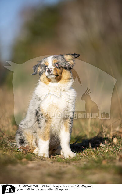 junger Miniature Australian Shepherd / young Miniature Australian Shepherd / MW-28759