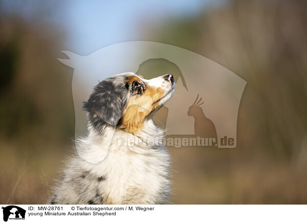 young Miniature Australian Shepherd / MW-28761