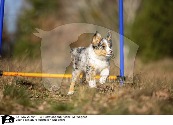 junger Miniature Australian Shepherd / young Miniature Australian Shepherd / MW-28764