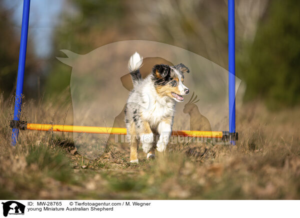 junger Miniature Australian Shepherd / young Miniature Australian Shepherd / MW-28765