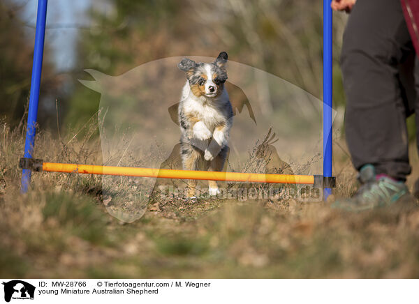 junger Miniature Australian Shepherd / young Miniature Australian Shepherd / MW-28766