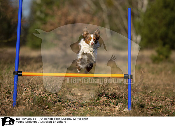 junger Miniature Australian Shepherd / young Miniature Australian Shepherd / MW-28768