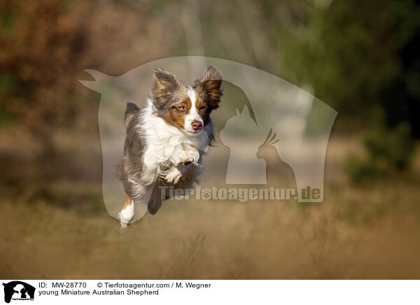 junger Miniature Australian Shepherd / young Miniature Australian Shepherd / MW-28770
