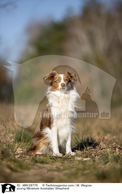 junger Miniature Australian Shepherd / young Miniature Australian Shepherd / MW-28776