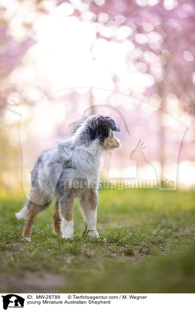 junger Miniature Australian Shepherd / young Miniature Australian Shepherd / MW-28786