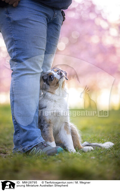 young Miniature Australian Shepherd / MW-28795