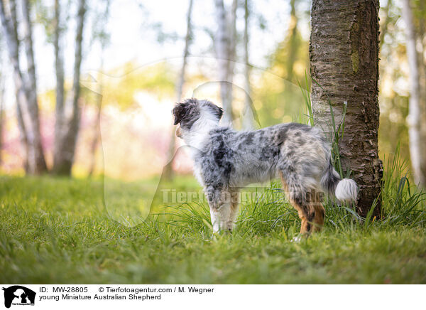 young Miniature Australian Shepherd / MW-28805