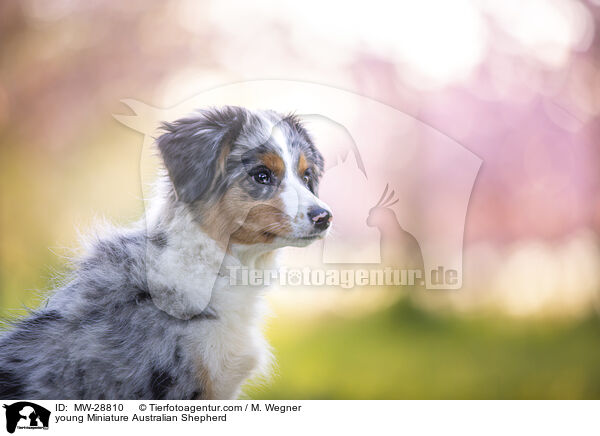 young Miniature Australian Shepherd / MW-28810