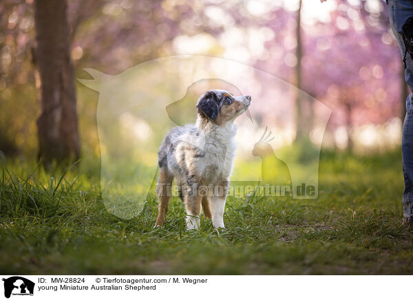 young Miniature Australian Shepherd / MW-28824