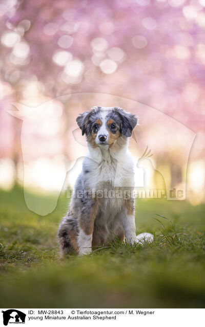 young Miniature Australian Shepherd / MW-28843