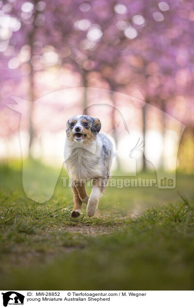 junger Miniature Australian Shepherd / young Miniature Australian Shepherd / MW-28852
