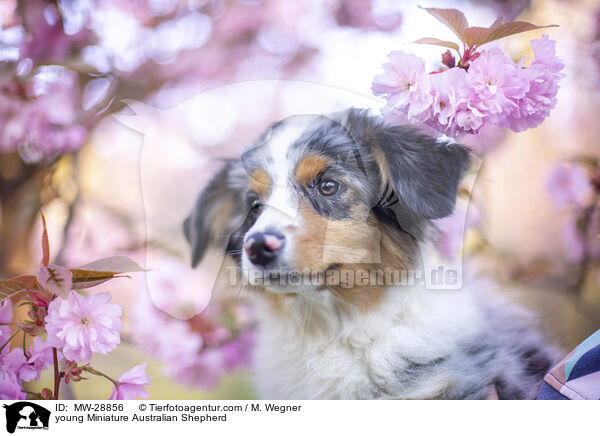 junger Miniature Australian Shepherd / young Miniature Australian Shepherd / MW-28856