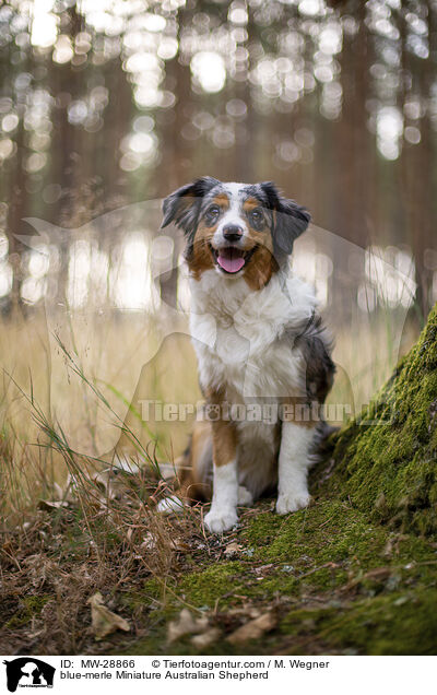 blue-merle Miniature Australian Shepherd / blue-merle Miniature Australian Shepherd / MW-28866