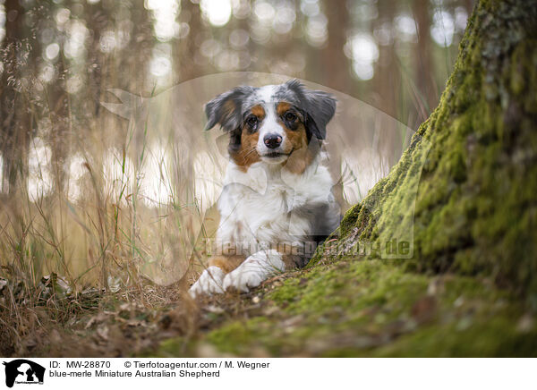 blue-merle Miniature Australian Shepherd / blue-merle Miniature Australian Shepherd / MW-28870