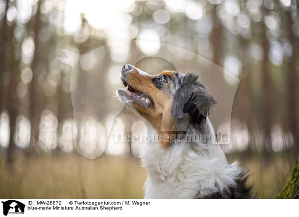 blue-merle Miniature Australian Shepherd / blue-merle Miniature Australian Shepherd / MW-28872