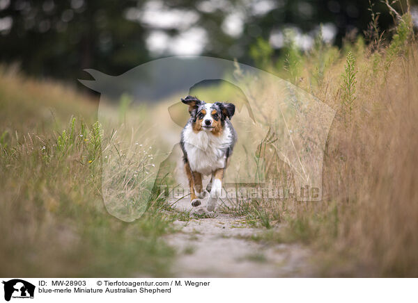 blue-merle Miniature Australian Shepherd / blue-merle Miniature Australian Shepherd / MW-28903
