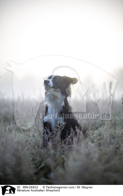 Miniature Australian Shepherd / Miniature Australian Shepherd / MW-28922