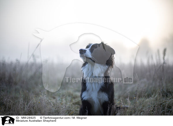 Miniature Australian Shepherd / Miniature Australian Shepherd / MW-28925