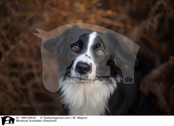 Miniature Australian Shepherd / Miniature Australian Shepherd / MW-28939