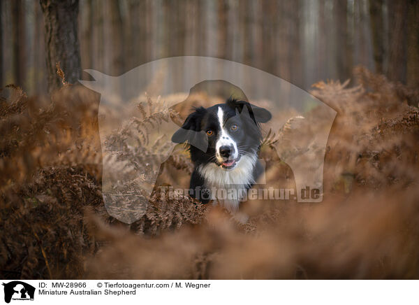 Miniature Australian Shepherd / Miniature Australian Shepherd / MW-28966
