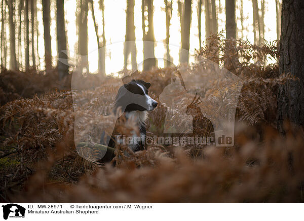 Miniature Australian Shepherd / Miniature Australian Shepherd / MW-28971
