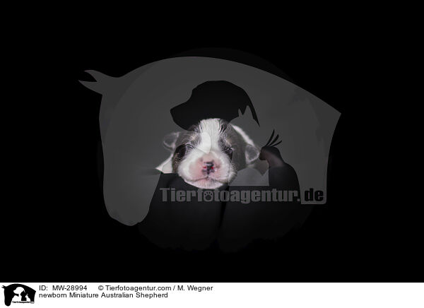 neugeborener Miniature Australian Shepherd / newborn Miniature Australian Shepherd / MW-28994