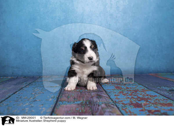 Miniature Australian Shepherd Welpe / Miniature Australian Shepherd puppy / MW-29001