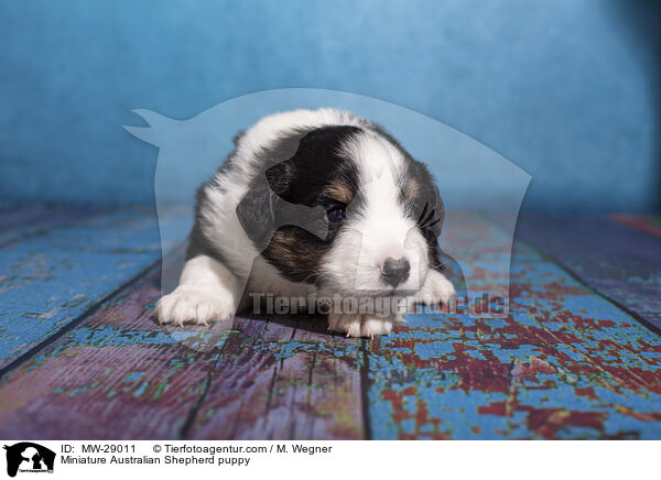 Miniature Australian Shepherd Welpe / Miniature Australian Shepherd puppy / MW-29011
