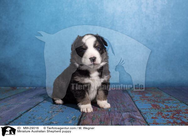 Miniature Australian Shepherd puppy / MW-29016