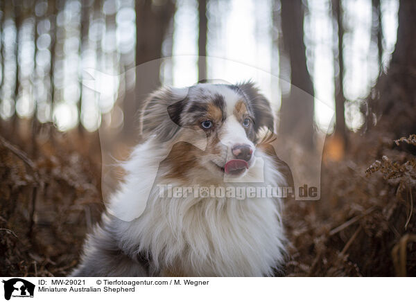 Miniature Australian Shepherd / Miniature Australian Shepherd / MW-29021