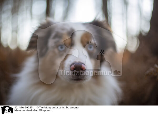 Miniature Australian Shepherd / MW-29025